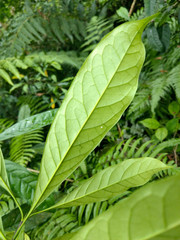 Osmanthus matsumuranus