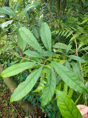 Osmanthus matsumuranus