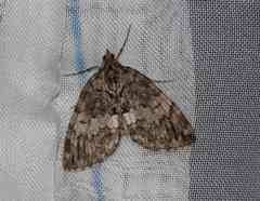 Hydriomena renunciata