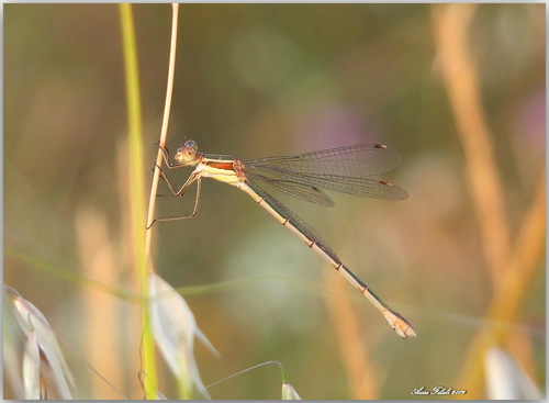 Migrant Spreadwing photo 2