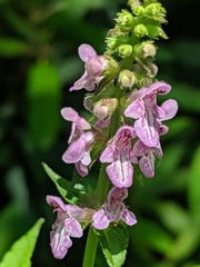 Stachys latidens