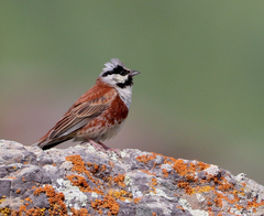 White-Capped Bunting photo 2