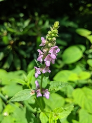 Stachys latidens