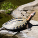 South Asian Terrapins - Photo (c) Jason Pratt, some rights reserved (CC BY)