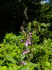 Stachys latidens