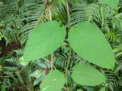 Jasminanthes mucronata
