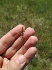 Carex caryophyllea