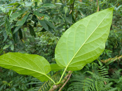 Jasminanthes mucronata