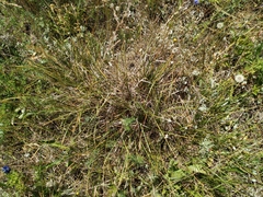 Carex caryophyllea