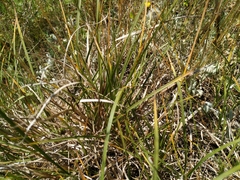 Carex caryophyllea