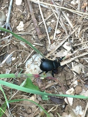 Timarcha tenebricosa