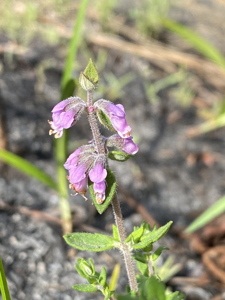 Germander Sagebush