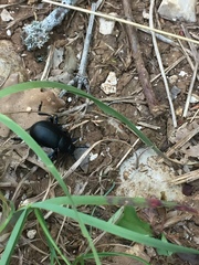 Timarcha tenebricosa