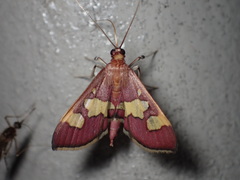 Colomychus talis
