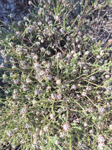 Ball Snakebush (Seriphium incanum)
