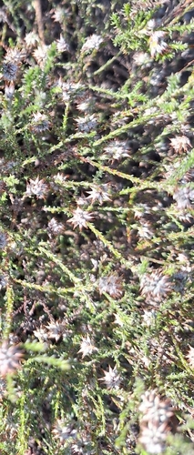 Image of Seriphium incanum by (c) Adele SL, some rights reserved (CC BY)
