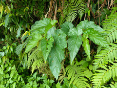 Begonia longifolia