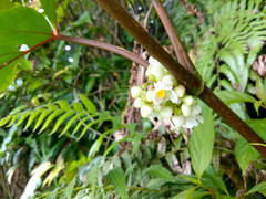 Begonia longifolia
