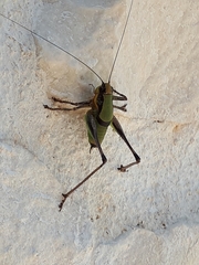 Eupholidoptera schmidti