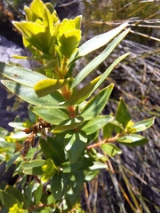Buchu (Agathosma crenulata)