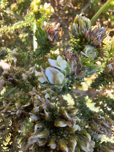 Forb Capegorse (Aspalathus forbesii)