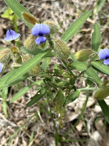 Image of Crotalaria sessiliflora by (c) Rosario, some rights reserved (CC BY)