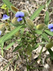 Crotalaria sessiliflora, photograph (c) Rosario Douglas, some rights reserved (CC BY)