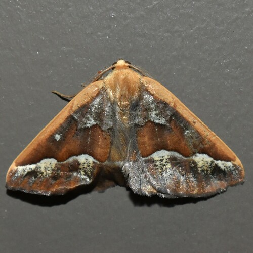 Southern Pine Looper photo 4