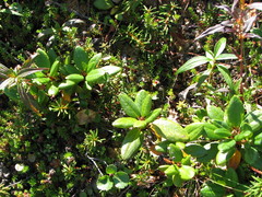 Rhododendron aureum