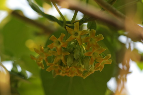 Telosma cordata observed 2024-04-01