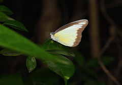 Appias lyncida eleonora