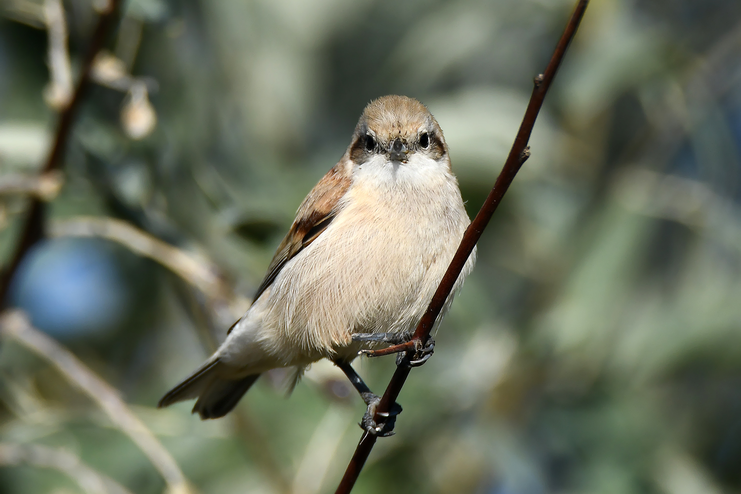 White-crowned Penduline Tit