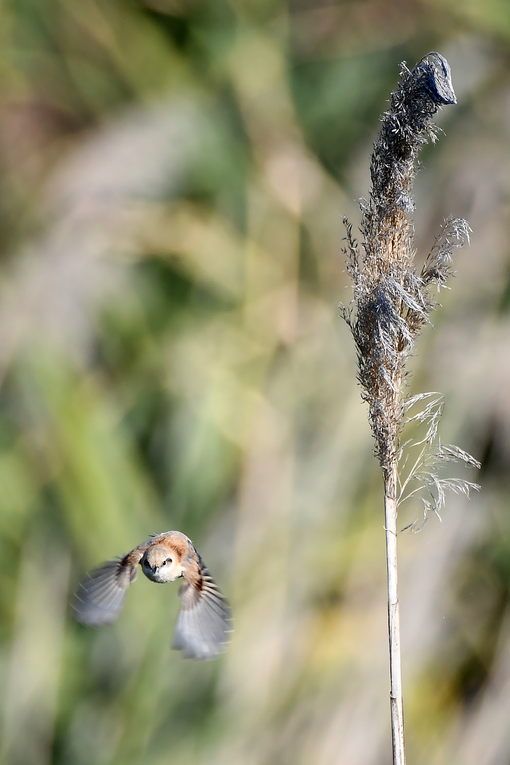 White-crowned Penduline Tit