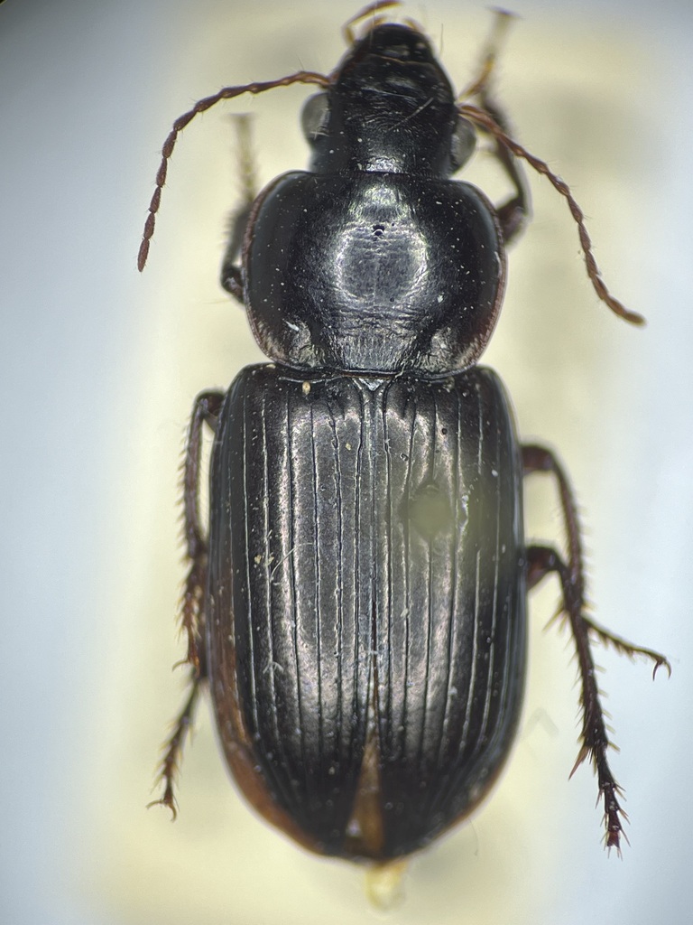 Discoderus symbolicus