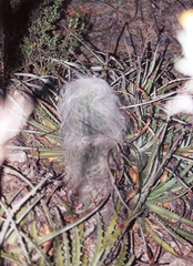 Cephalocereus senilis