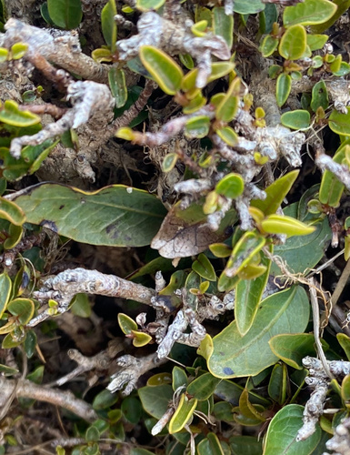 Image of Ficus ilicina by (c) Simon Tamblyn, some rights reserved (CC BY)