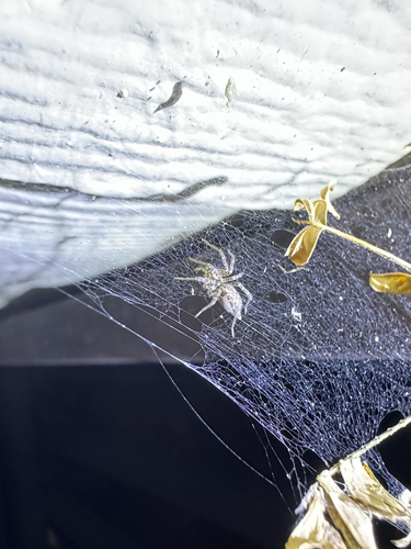 Barronopsis texana photo 2