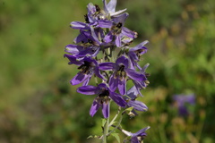 Delphinium prokhanovii