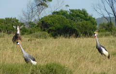 Balearica regulorum regulorum