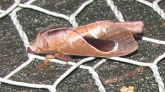 Paralebeda lucifuga