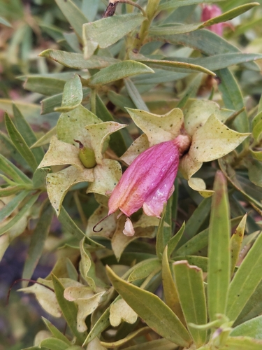 Image of Budda (Eremophila duttonii) by (c) Ruth Palsson, some rights reserved (CC BY-SA)