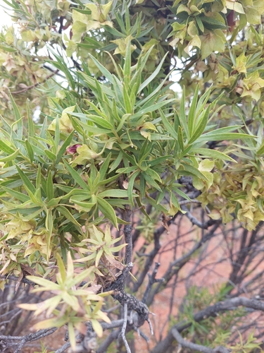 Image of Budda (Eremophila duttonii) by (c) Ruth Palsson, some rights reserved (CC BY-SA)