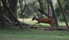 Cephalophorus natalensis