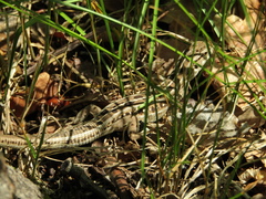 Lacerta agilis