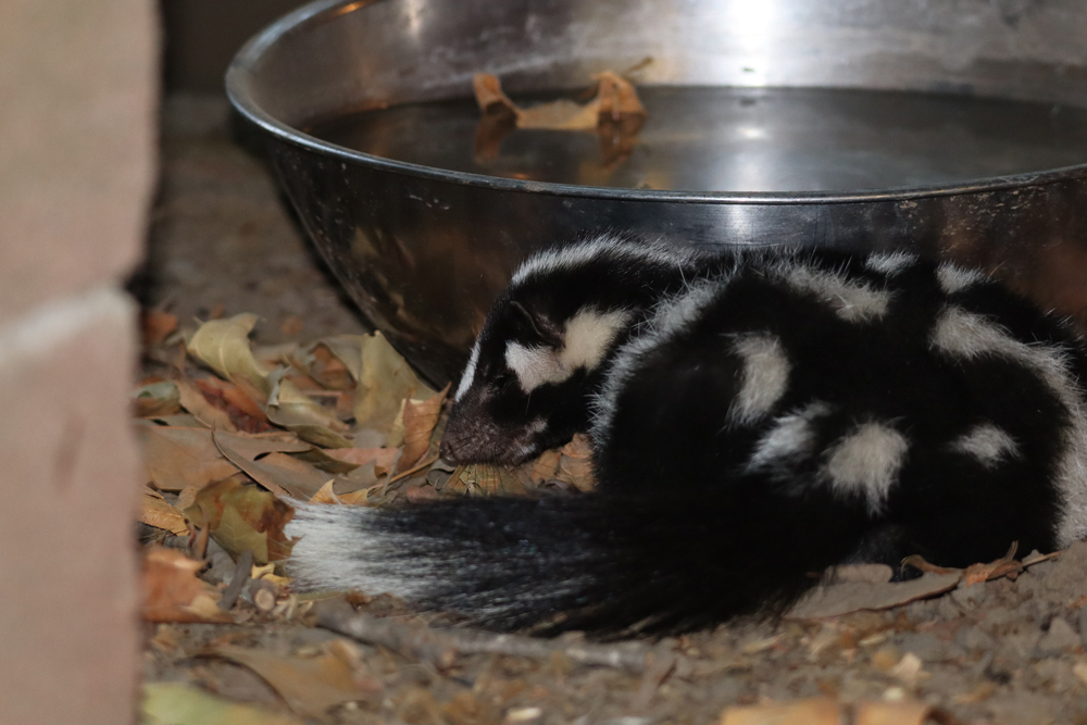 Western Spotted Skunk in September 2024 by Kim Cabrera. Very pregnant ...