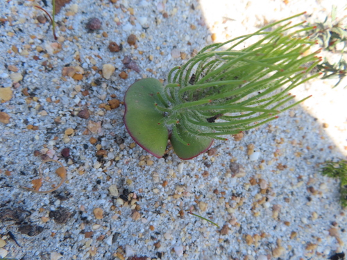 Image of Leucadendron platyspermum by (c) linkie, some rights reserved (CC BY)