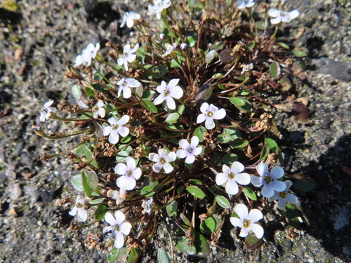 Wild mustard (Limosella grandiflora)