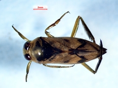Notonecta undulata