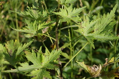 Delphinium prokhanovii