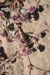 Chorizanthe cuspidata cuspidata